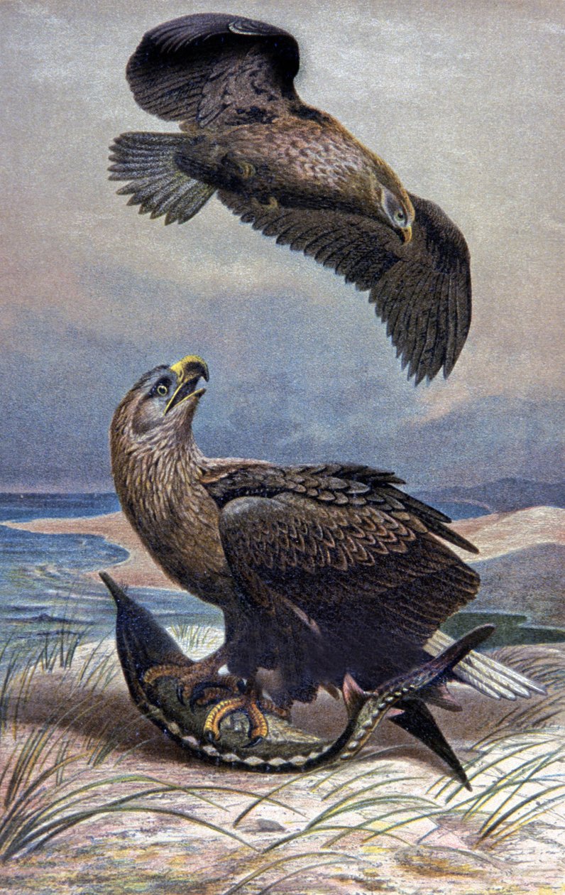 Orel mořský, kolem roku 1910 (ilustrace) od Wilhelm Kuhnert