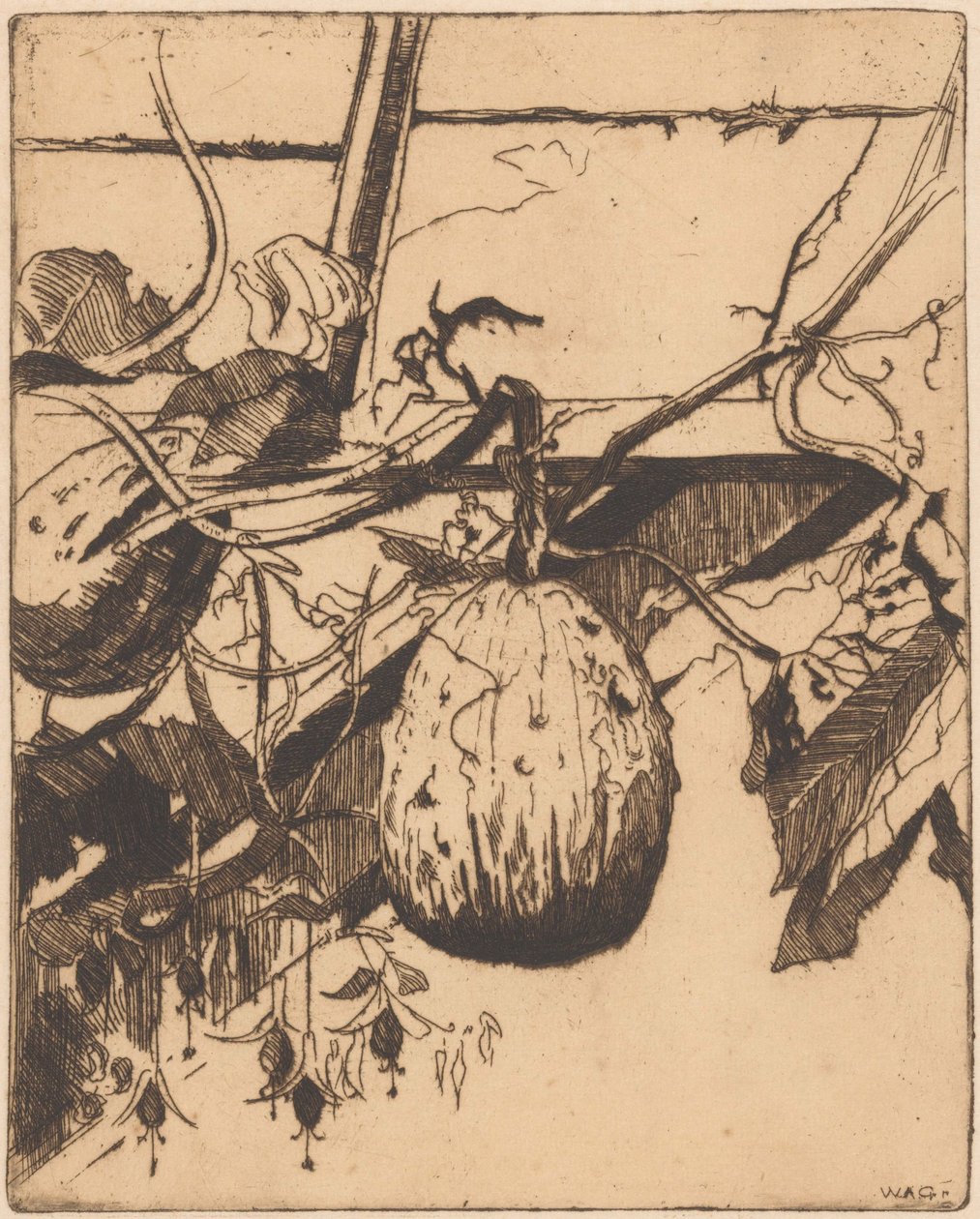Calabash ne fuchsiová od Willem Adrianus Grondhout