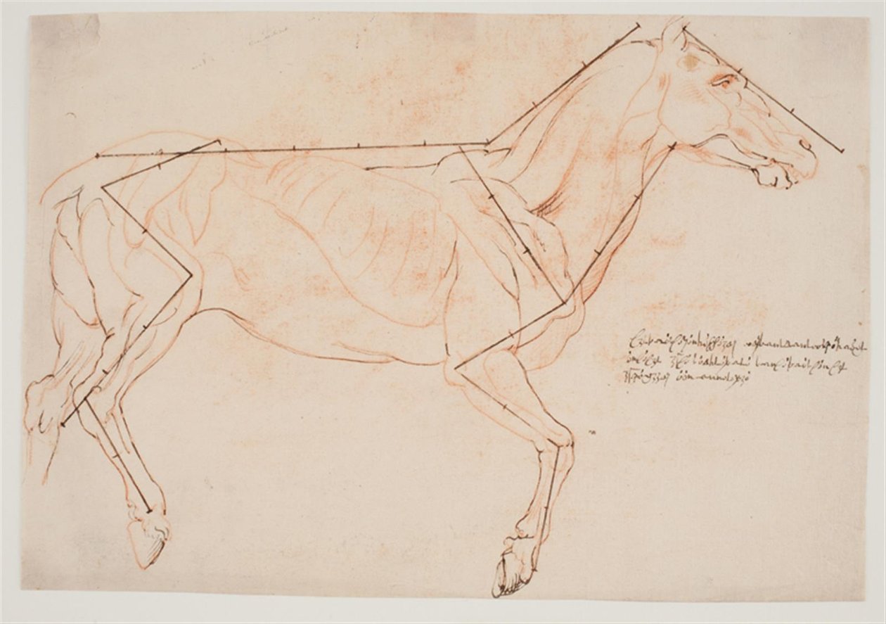 Anatomická a proporční studie. Kůň od Willem Panneels