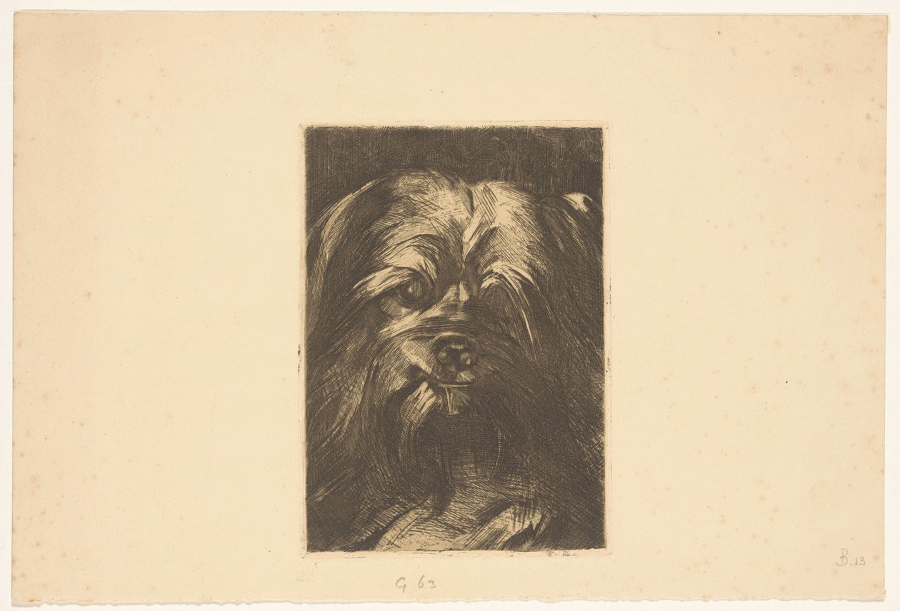 Pes Phoebus od Willem Arnoldus Witsen