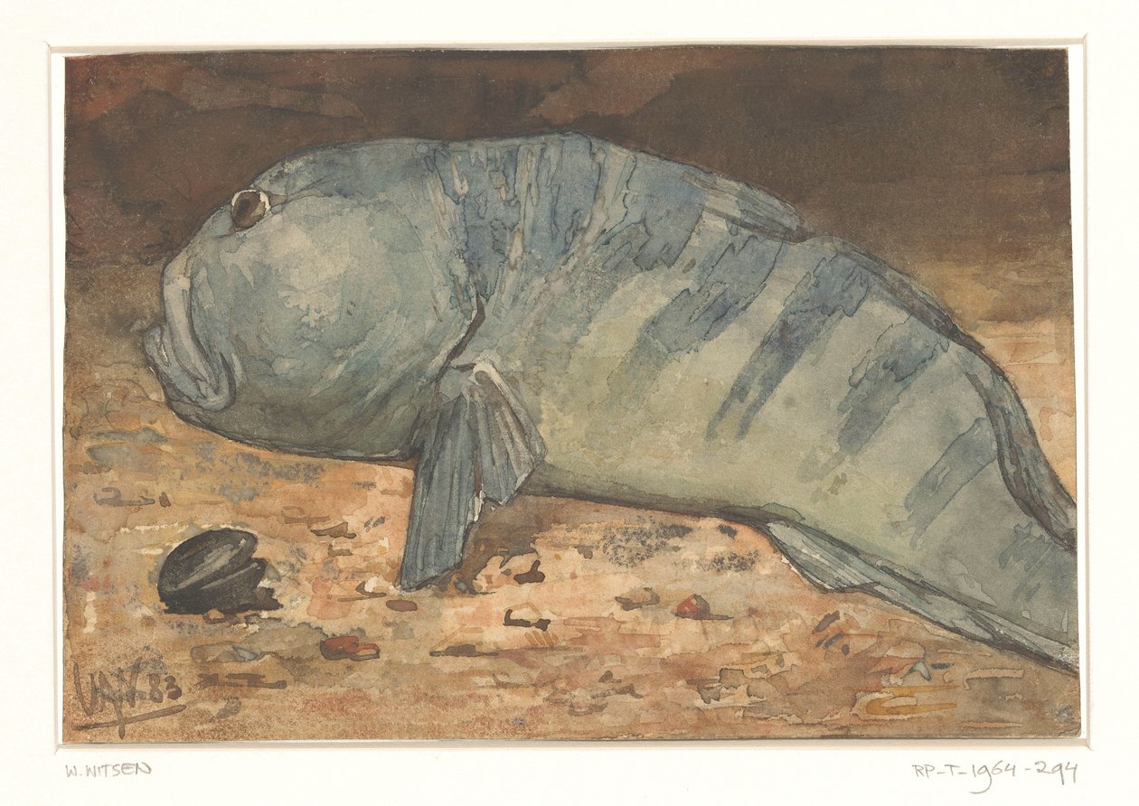 Boční pohled na rybu od Willem Arnoldus Witsen