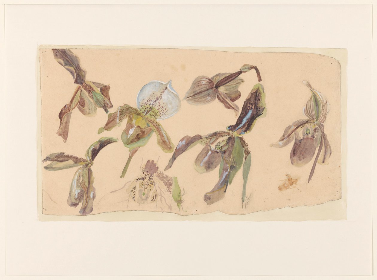 Sedm studií orchidejí od Willem van Konijnenburg