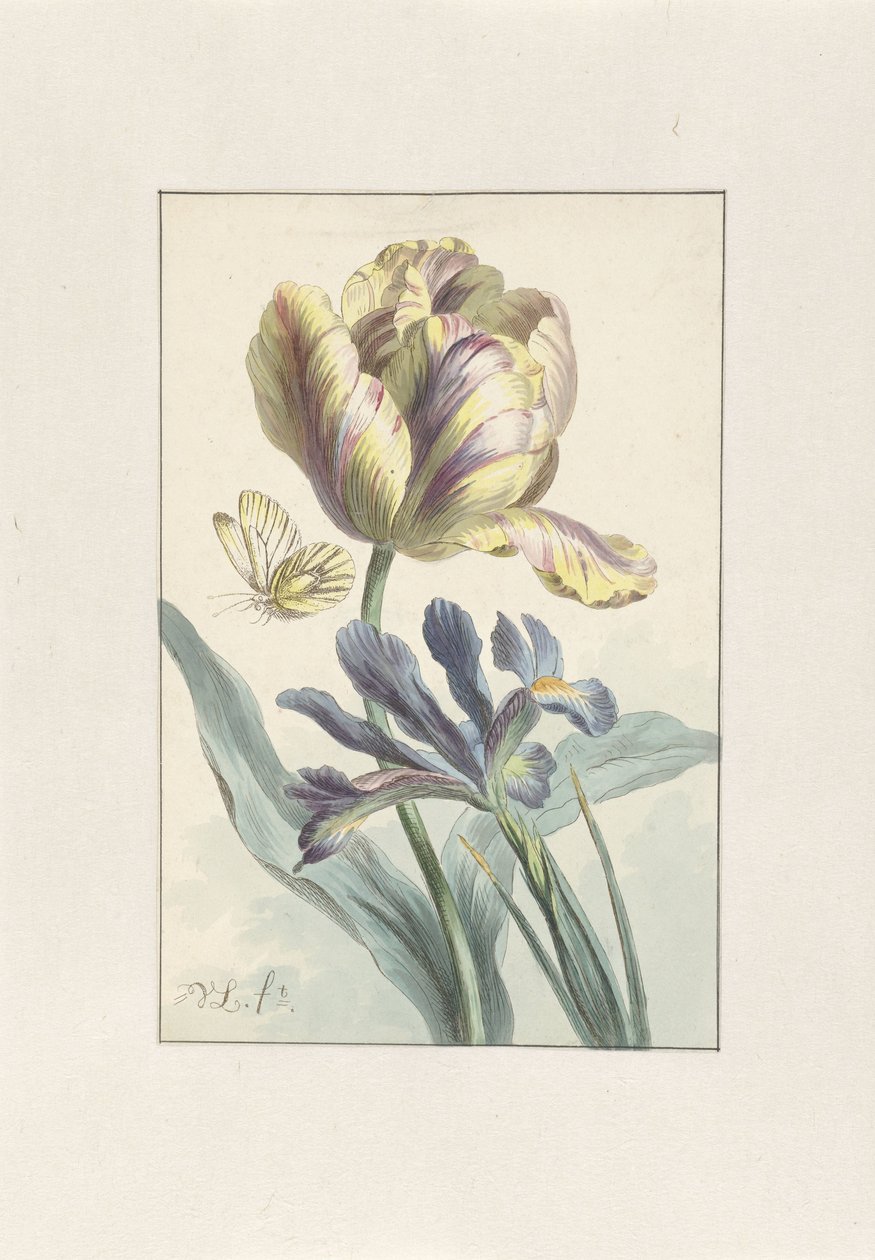 Tulipán a Iris od Willem van Leen
