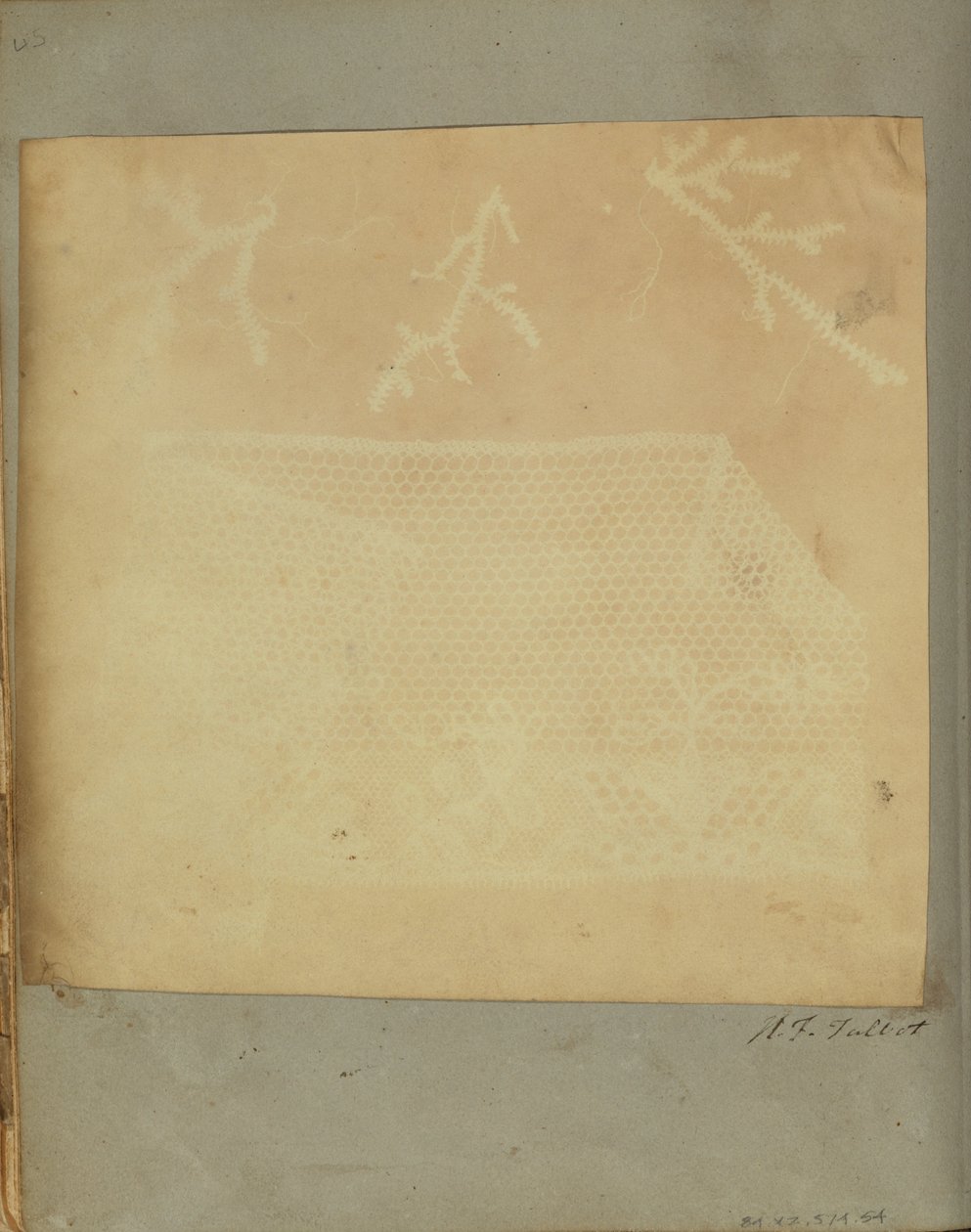 Fragment of Krajka se třemi snítky mechu. od William Henry Fox Talbot