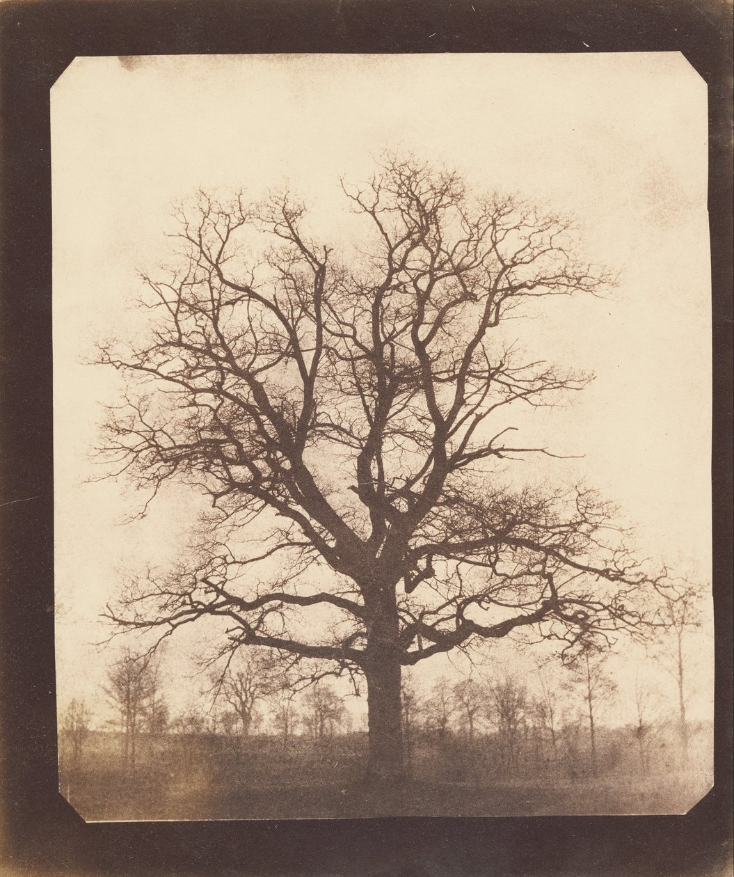 Dub v zimě od William Henry Fox Talbot