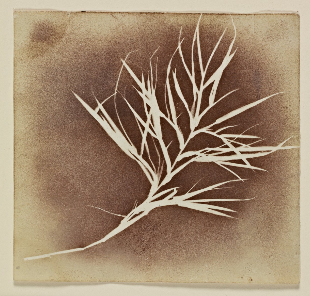 Fotogenická kresba rostliny od William Henry Fox Talbot