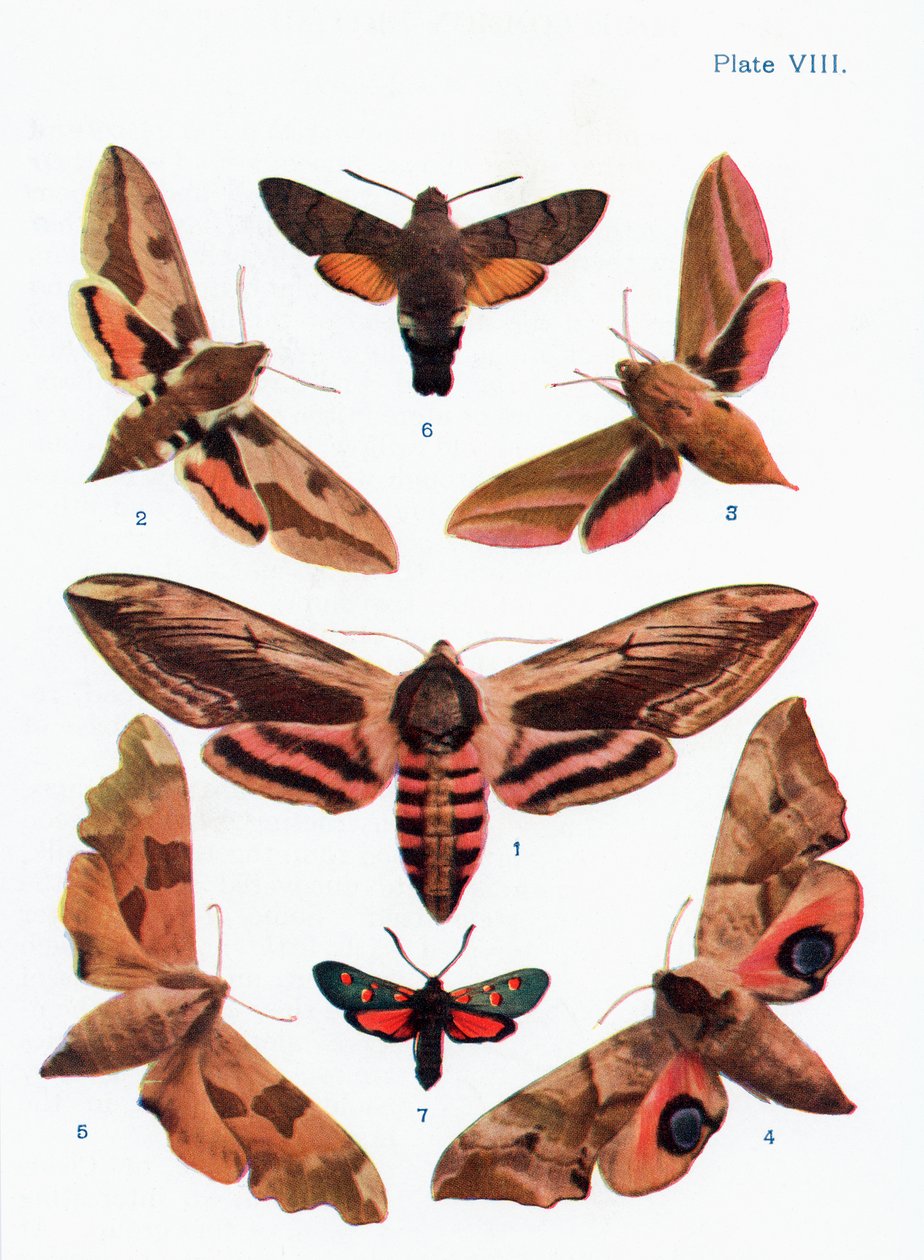 Různé druhy můr, ilustrace z knihy Butterflies, Moths and Other Insects and Creatures of the Countryside, vydané v roce 1927. od William Samuel Furneaux