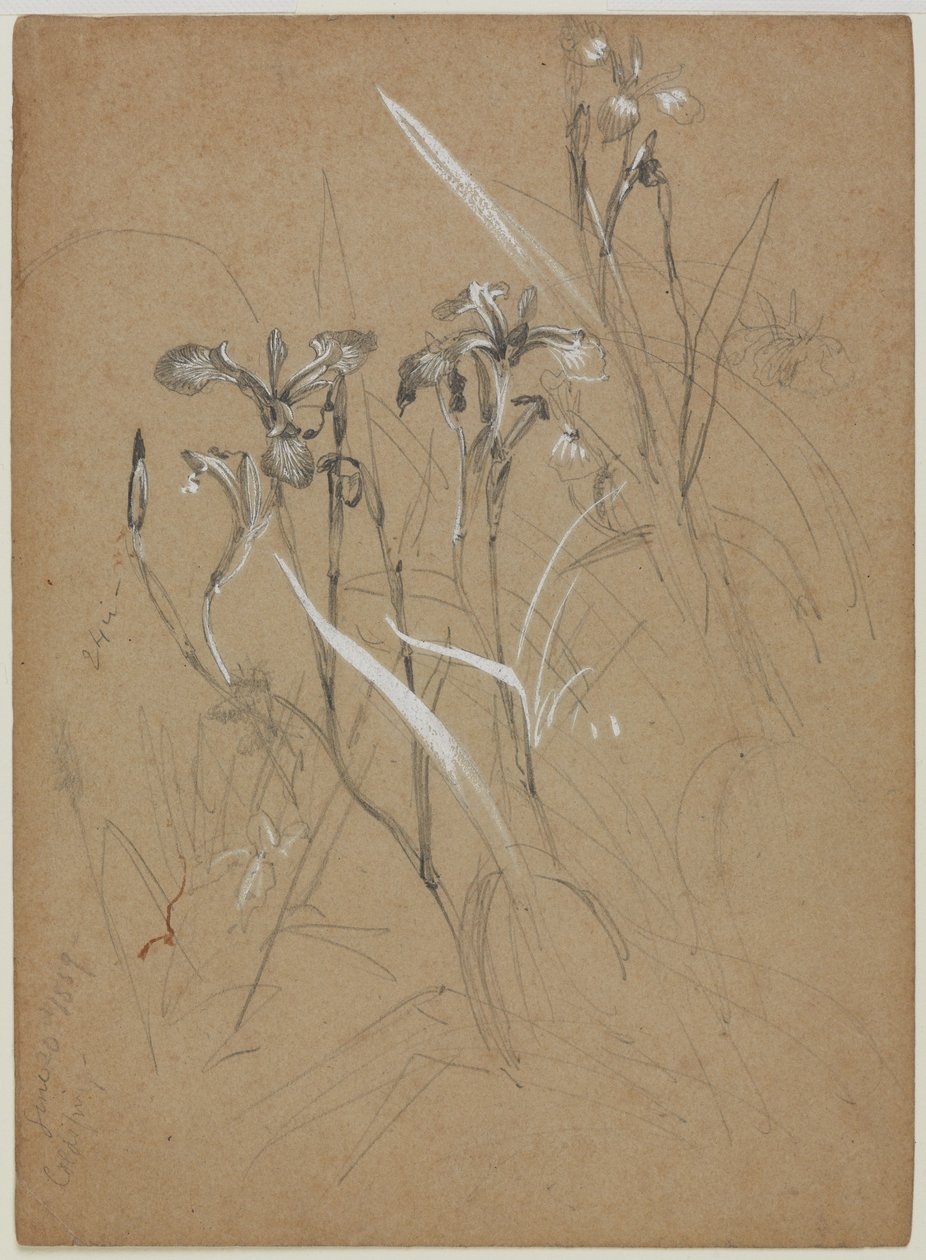 Plant Study, 30. června 1859 (grafit a čínská běloba na hnědém papíře) od William Trost Richards