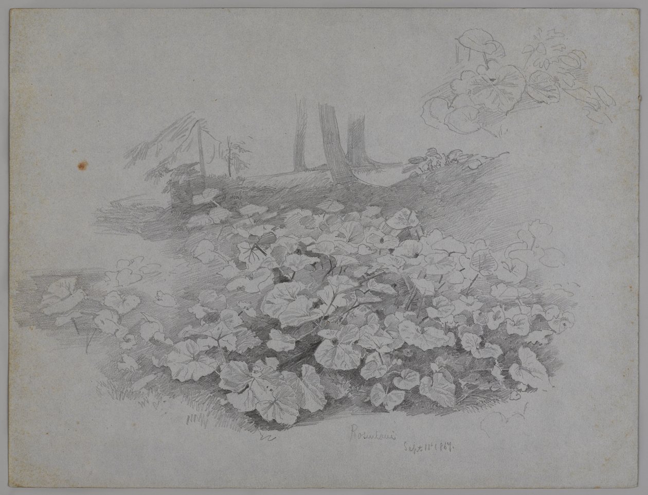 Plant Study, 11. září 1867 (grafit na modrém papíře) od William Trost Richards