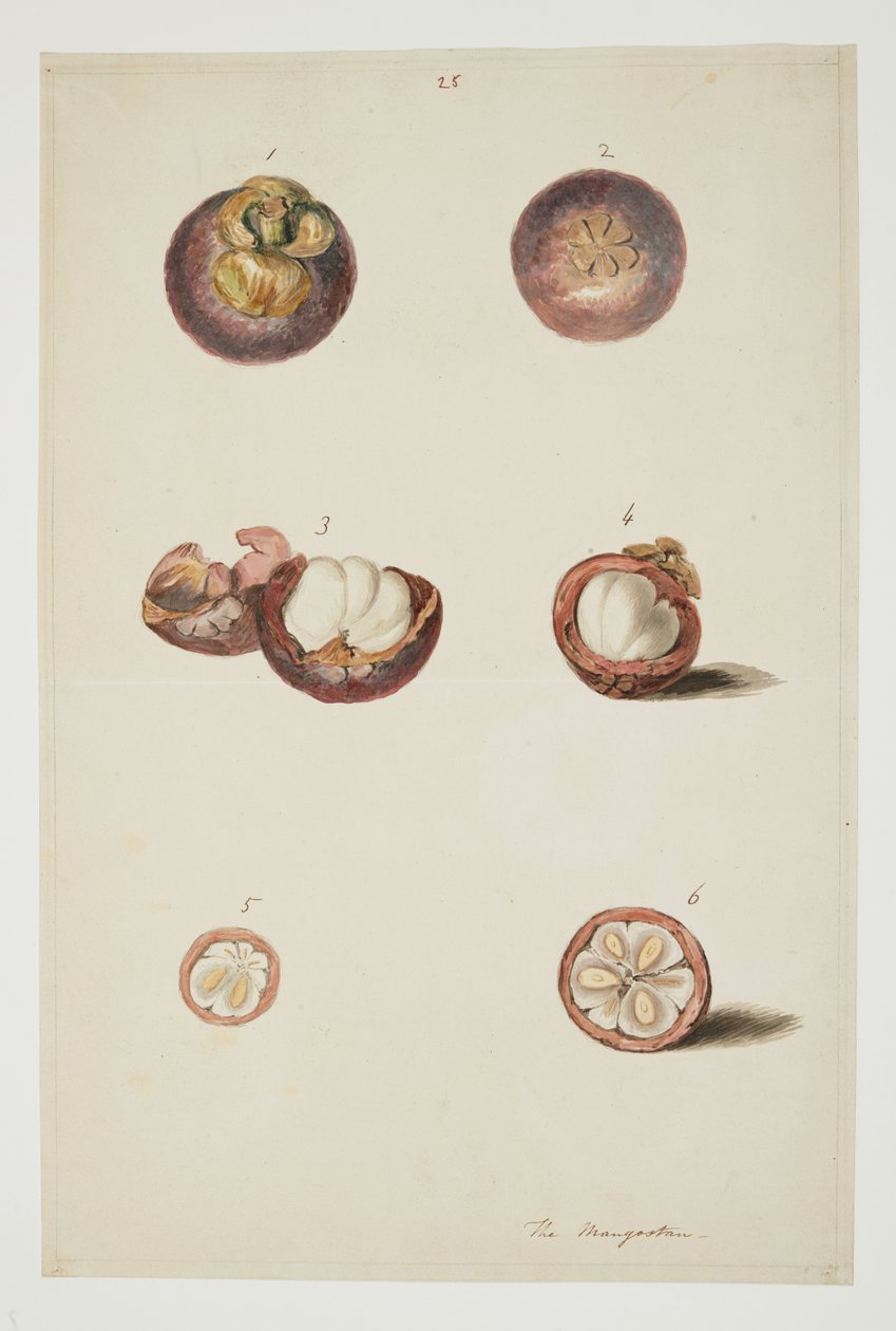 WD 961 f.25 od William Alexander