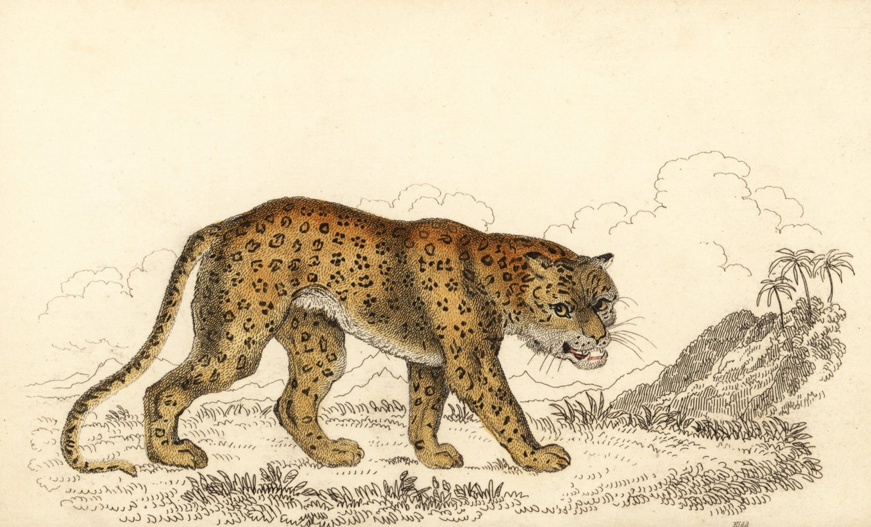 Leopard, Panthera pardus, zranitelný., 1834 (rytina) od William Alexander Forbes