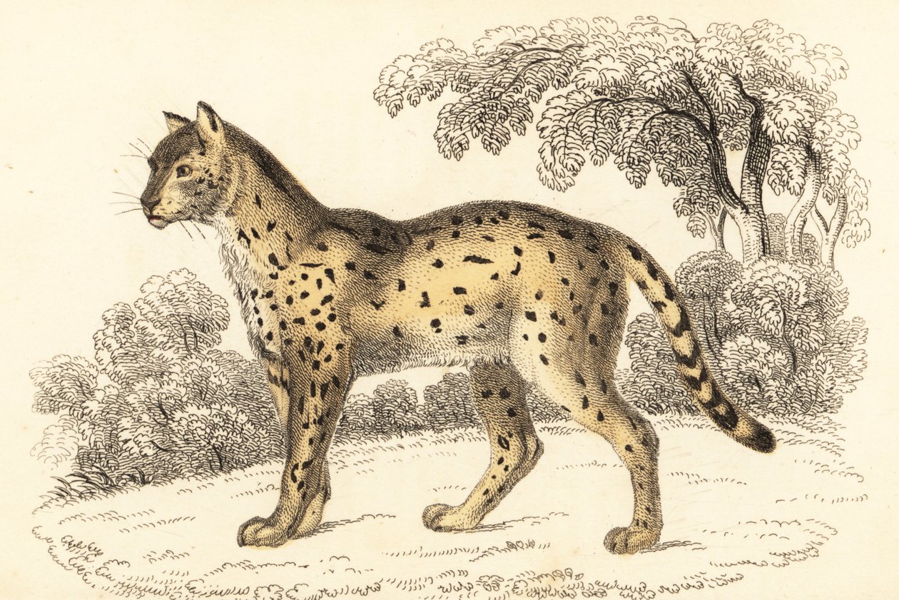 Serval, Leptailurus serval., 1834 (rytina) od William Alexander Forbes