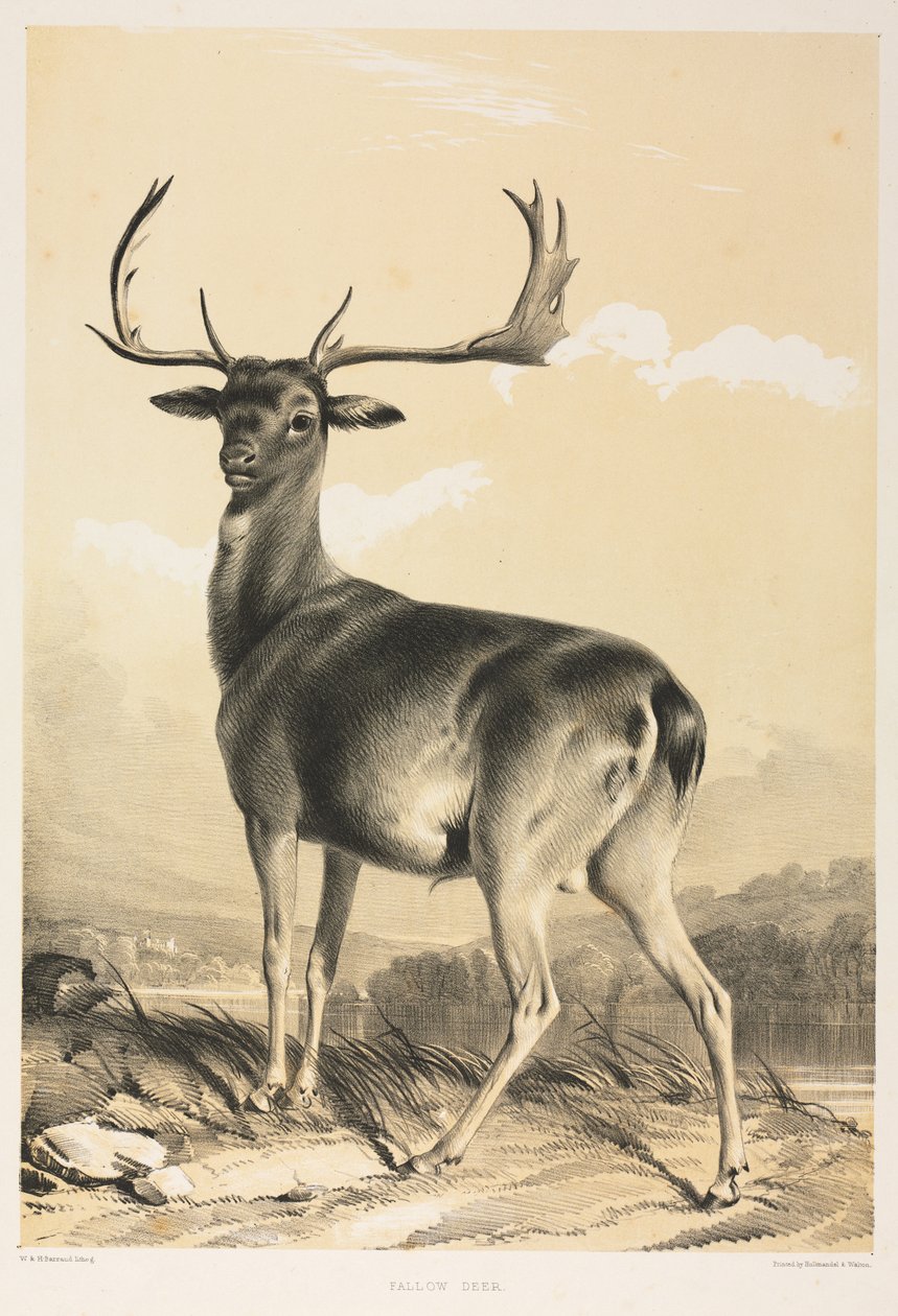 Daněk. od William Barraud