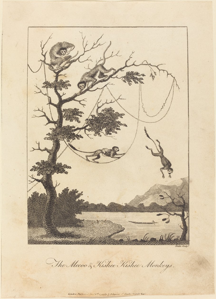 The Mecoo & Kisbee Kishee Monkeys, 1793. od William Blake