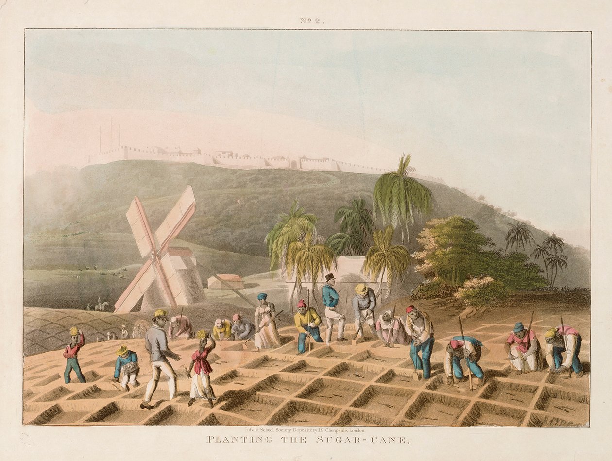 Sázení cukrové třtiny, asi 1820 (kolorovaná rytina) od William Clark