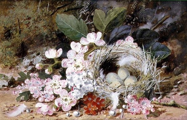 Zátiší z Ptačího hnízda s Primulas od William Cruikshank