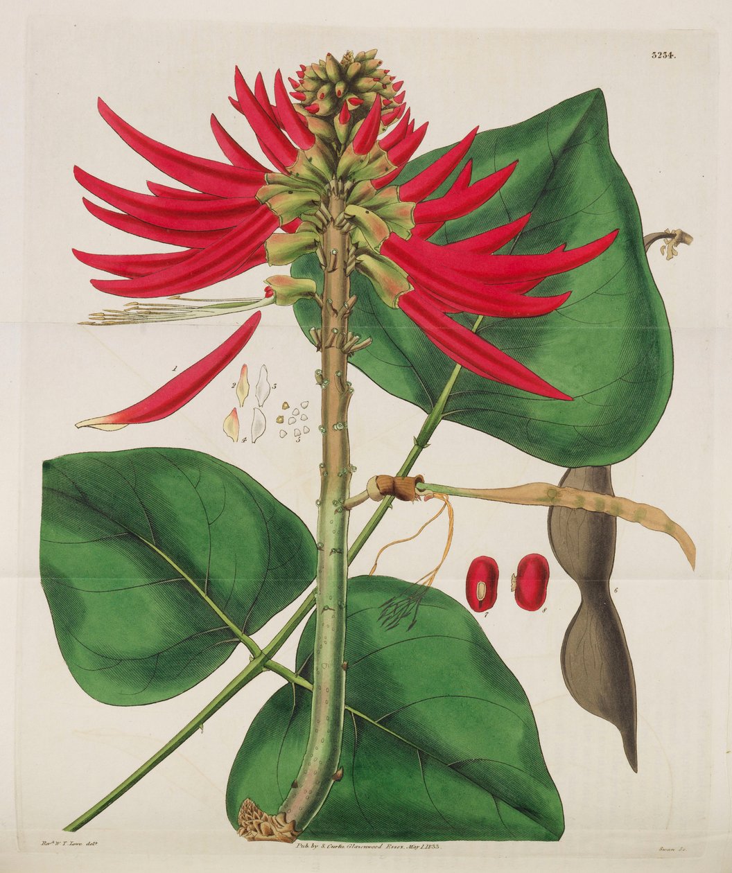 Botanický časopis, 1787-1833. od William Curtis