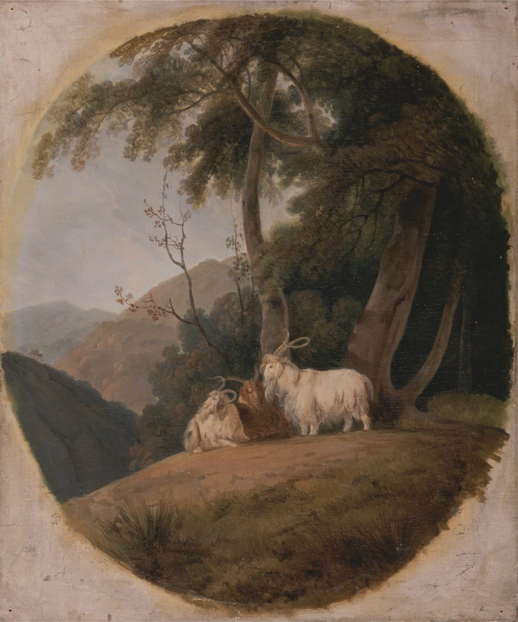 Kašmírské kozy od William Daniell