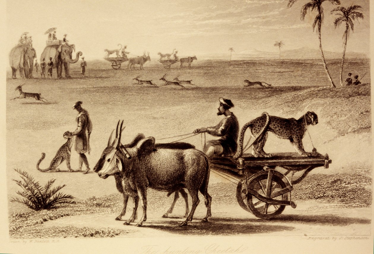 Lov gepardů od William Daniell