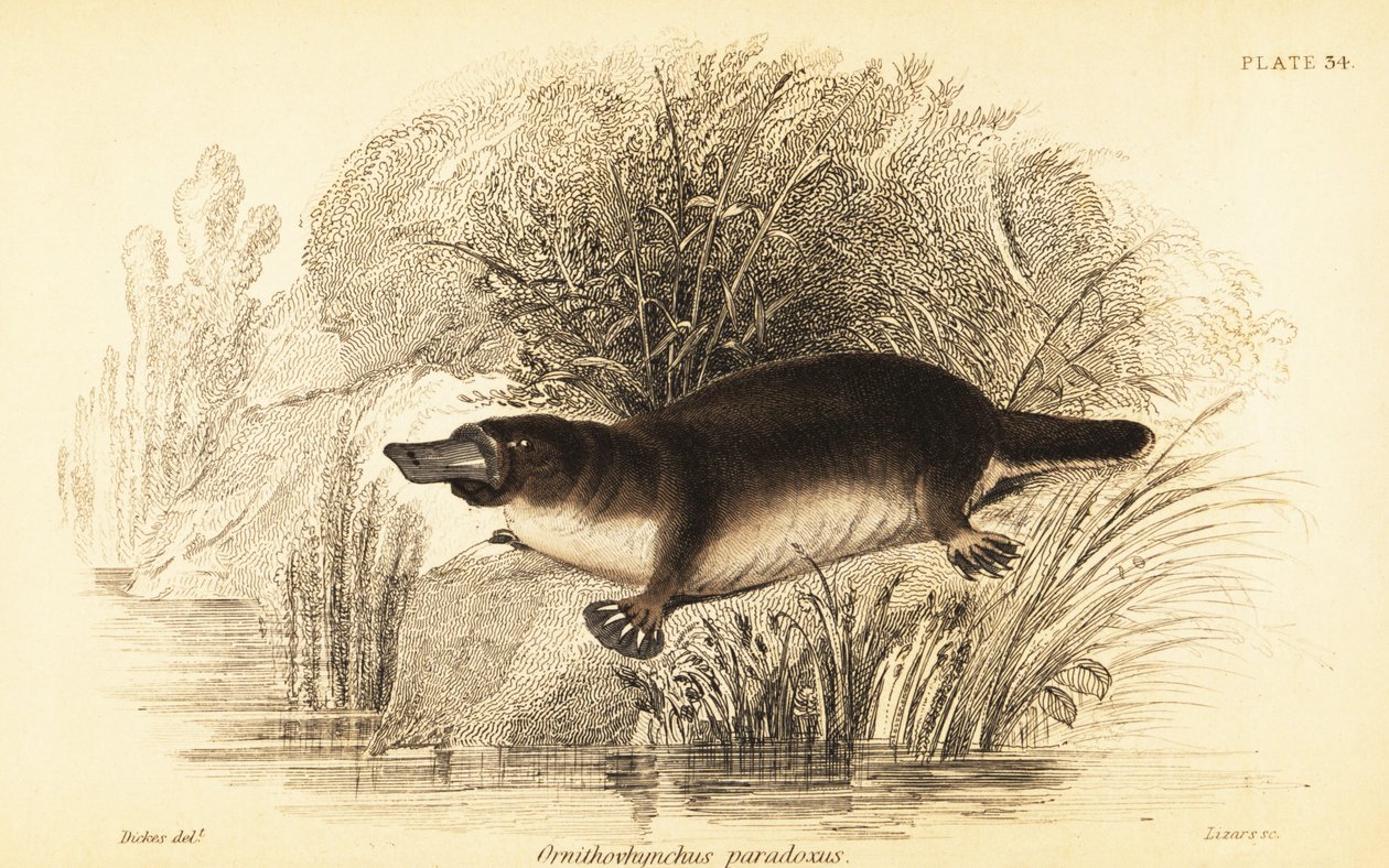 Platypus, Ornithorhynchus anatinus., 1841 (rytina) od William Dickes