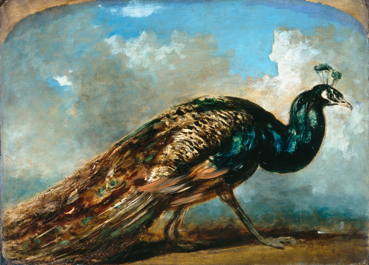 Studie páva (olej na mlýnské desce) od William Etty