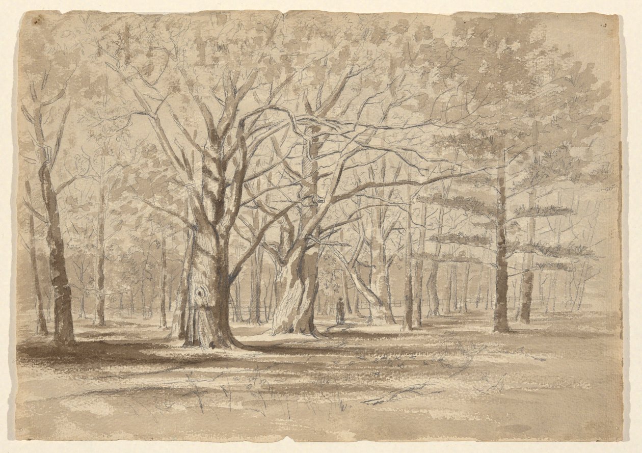 College Woods od William Fowler Hopson