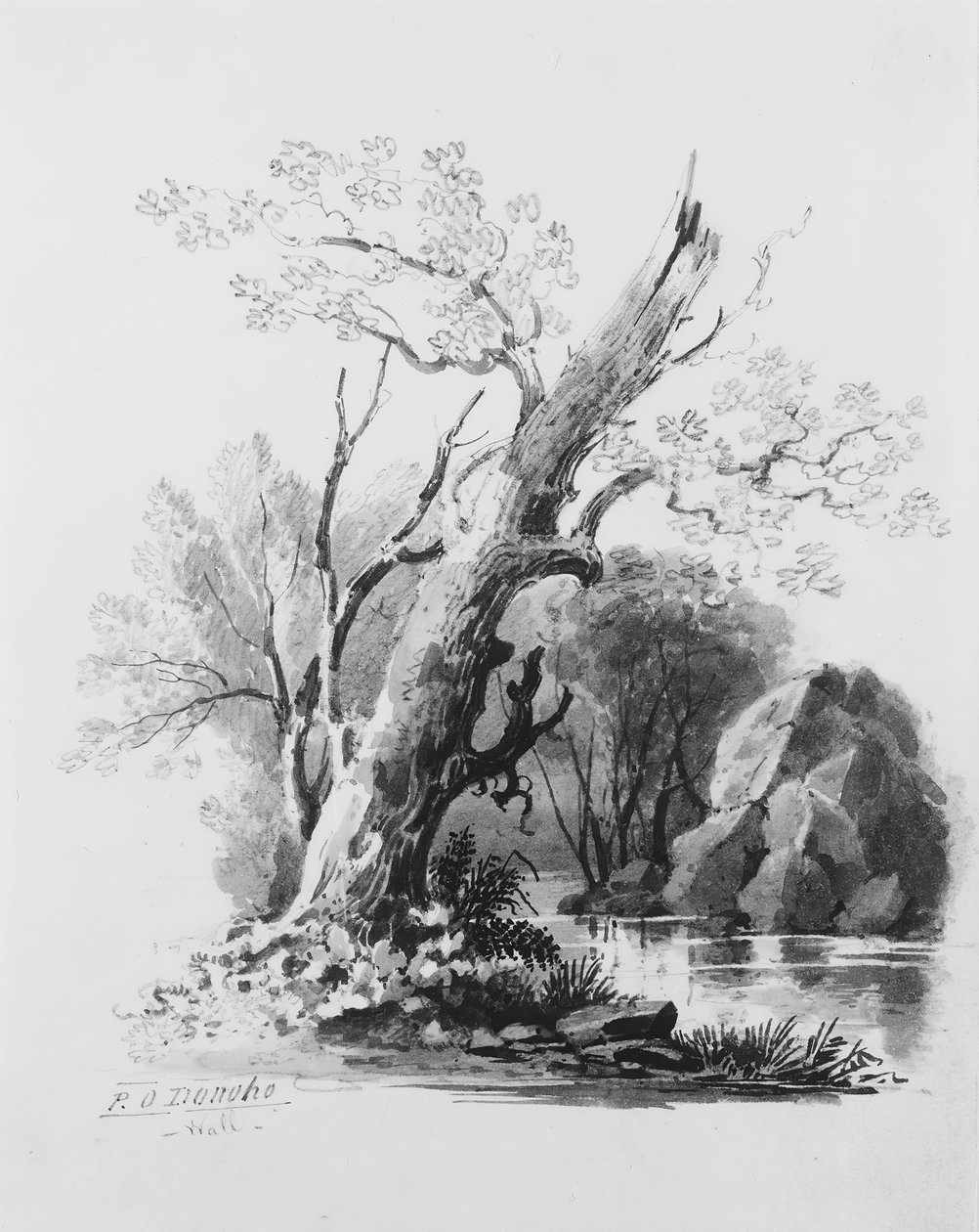 Lesní háj, . od William Guy Wall