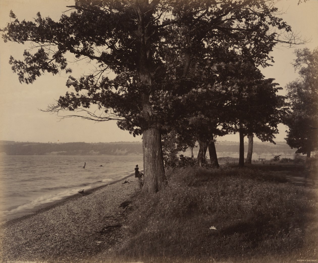 Jezero Cayuga, Sheldrake od William H. Rau
