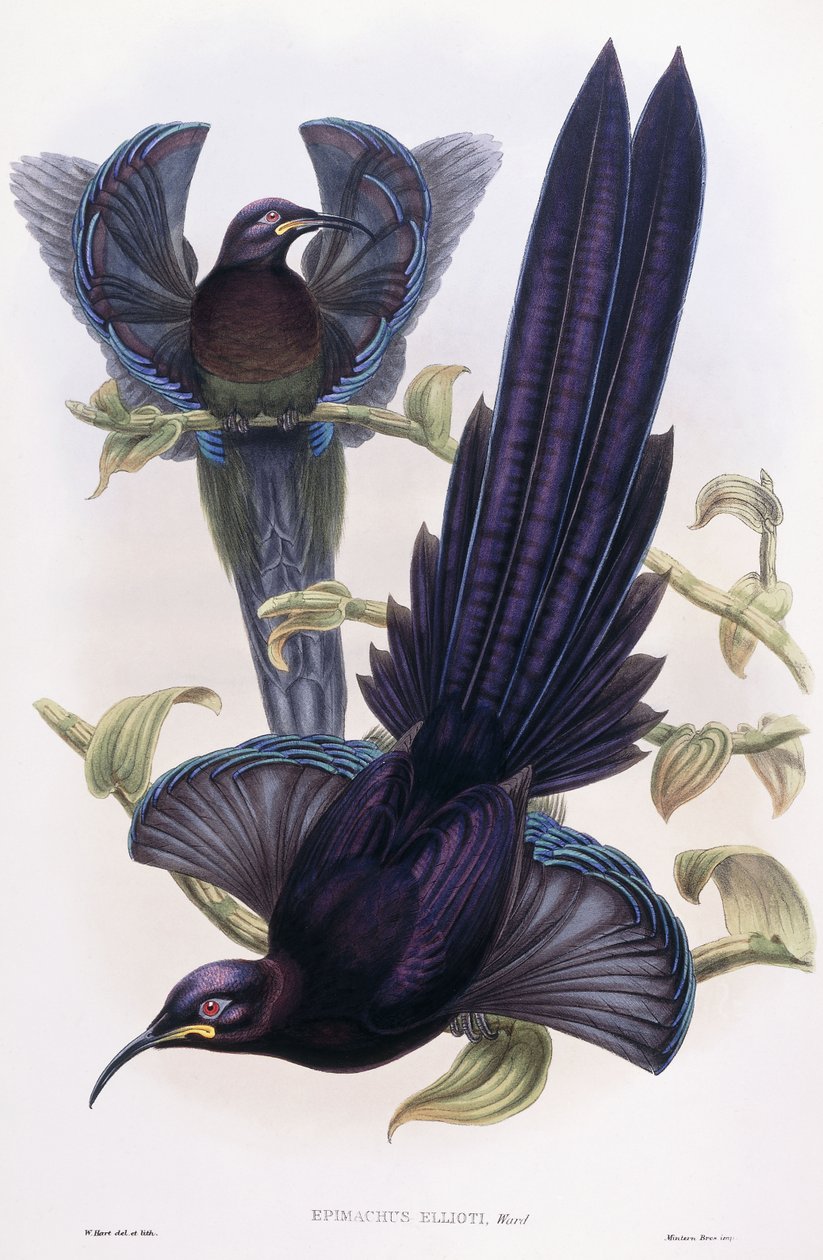 Epimachus Ellioti, Ward, kolem 1891-1898 od William Hart