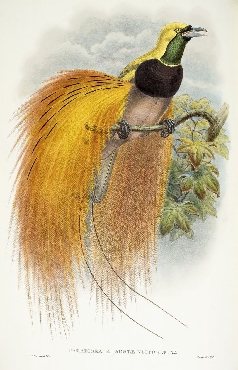 Ráj Augusta Victoria, 1891-1898 od William Hart