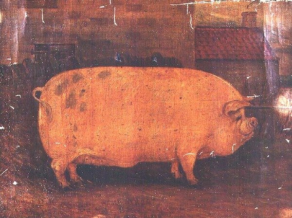 Cena Prase Jumbo II od William Henderson