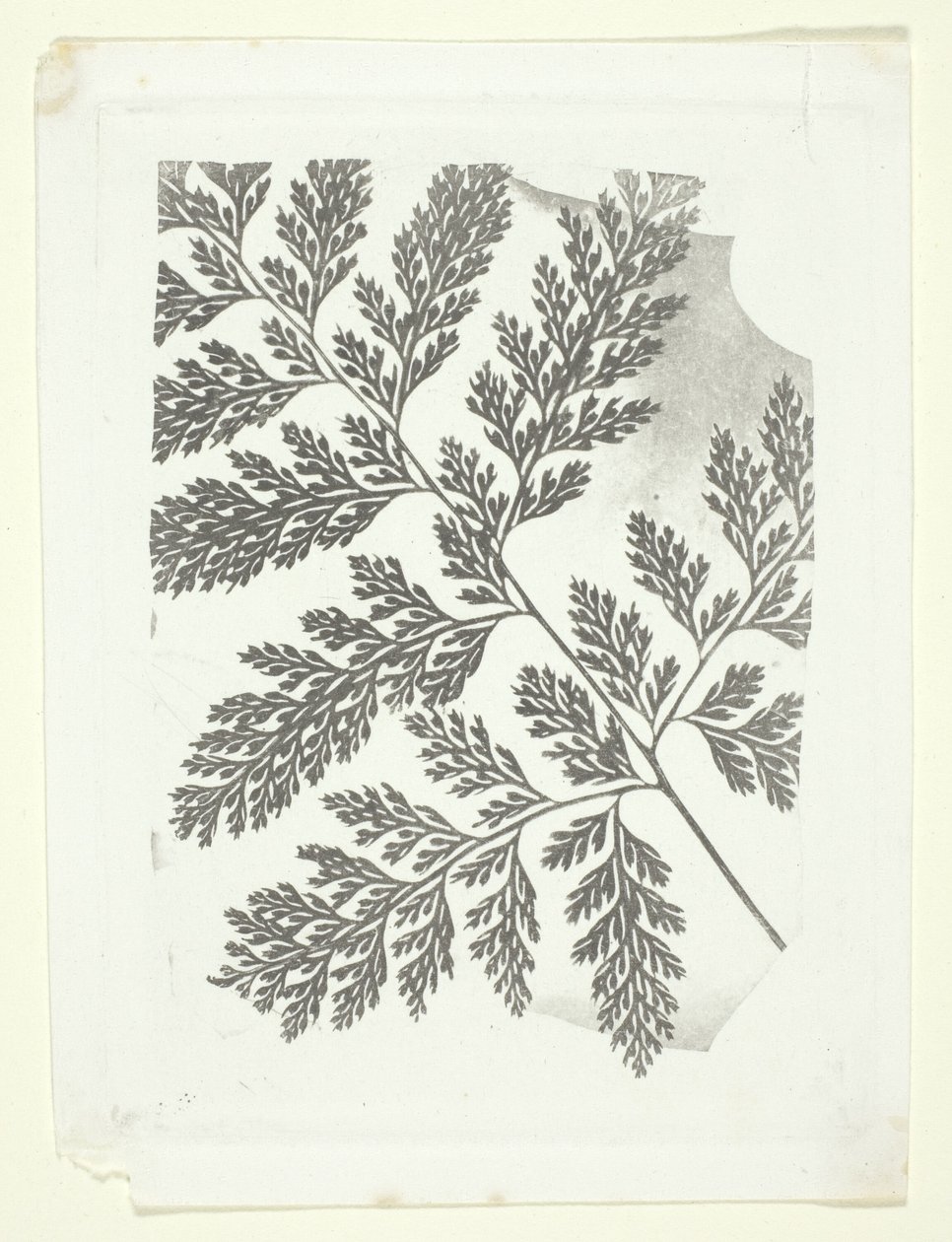 Větev kapradiny od William Henry Fox Talbot