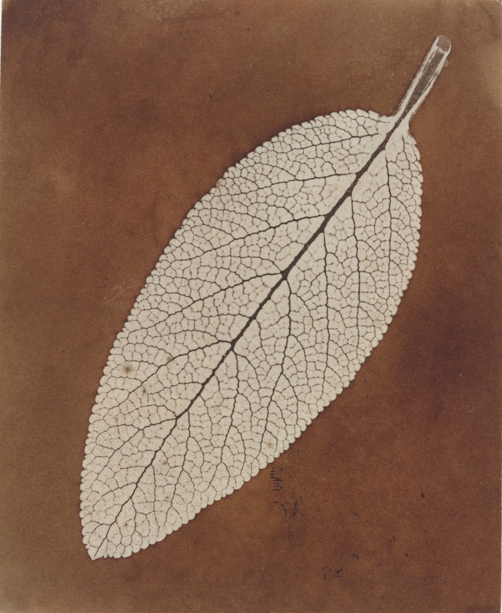 Listová studie od William Henry Fox Talbot