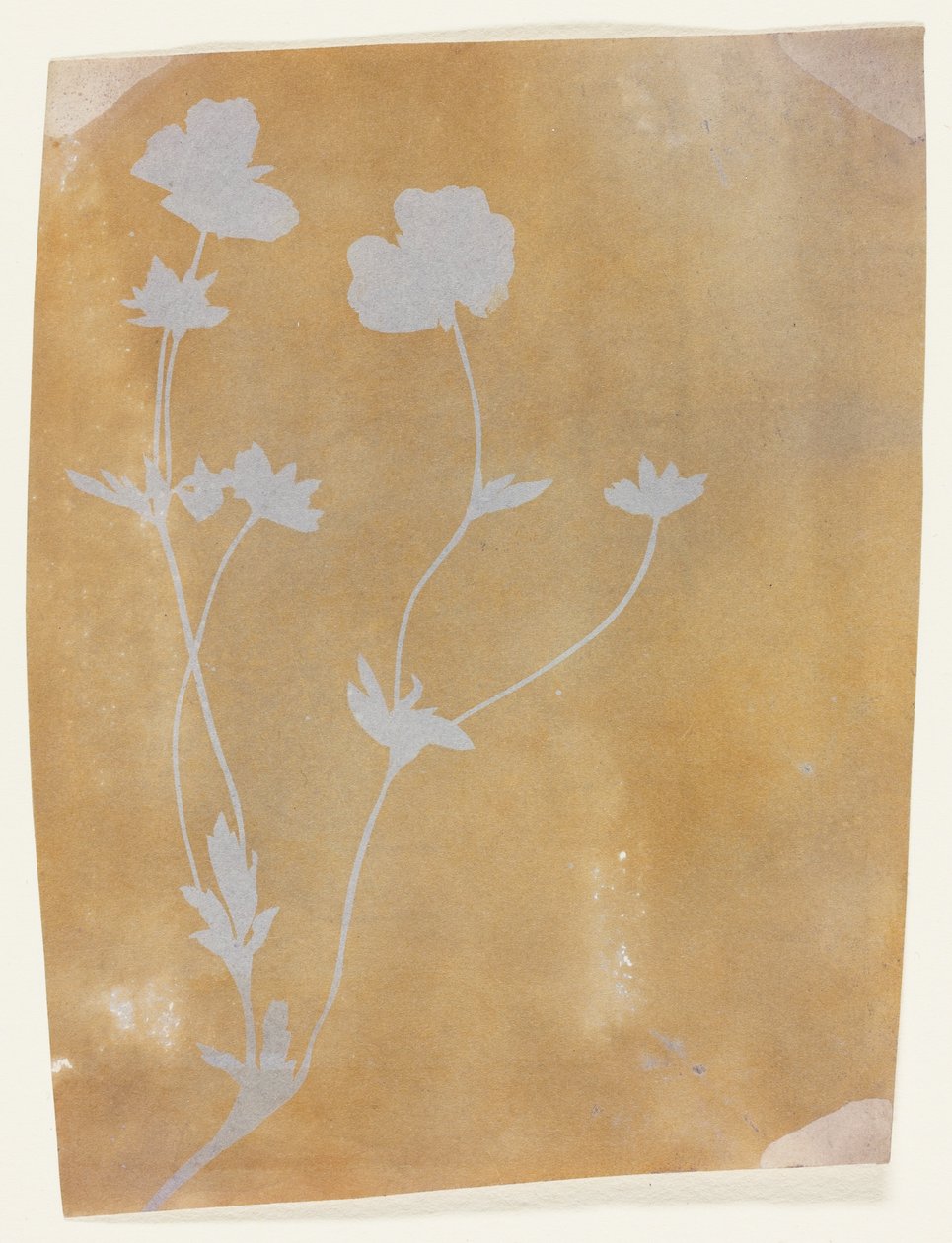 Stonek listů a květů od William Henry Fox Talbot