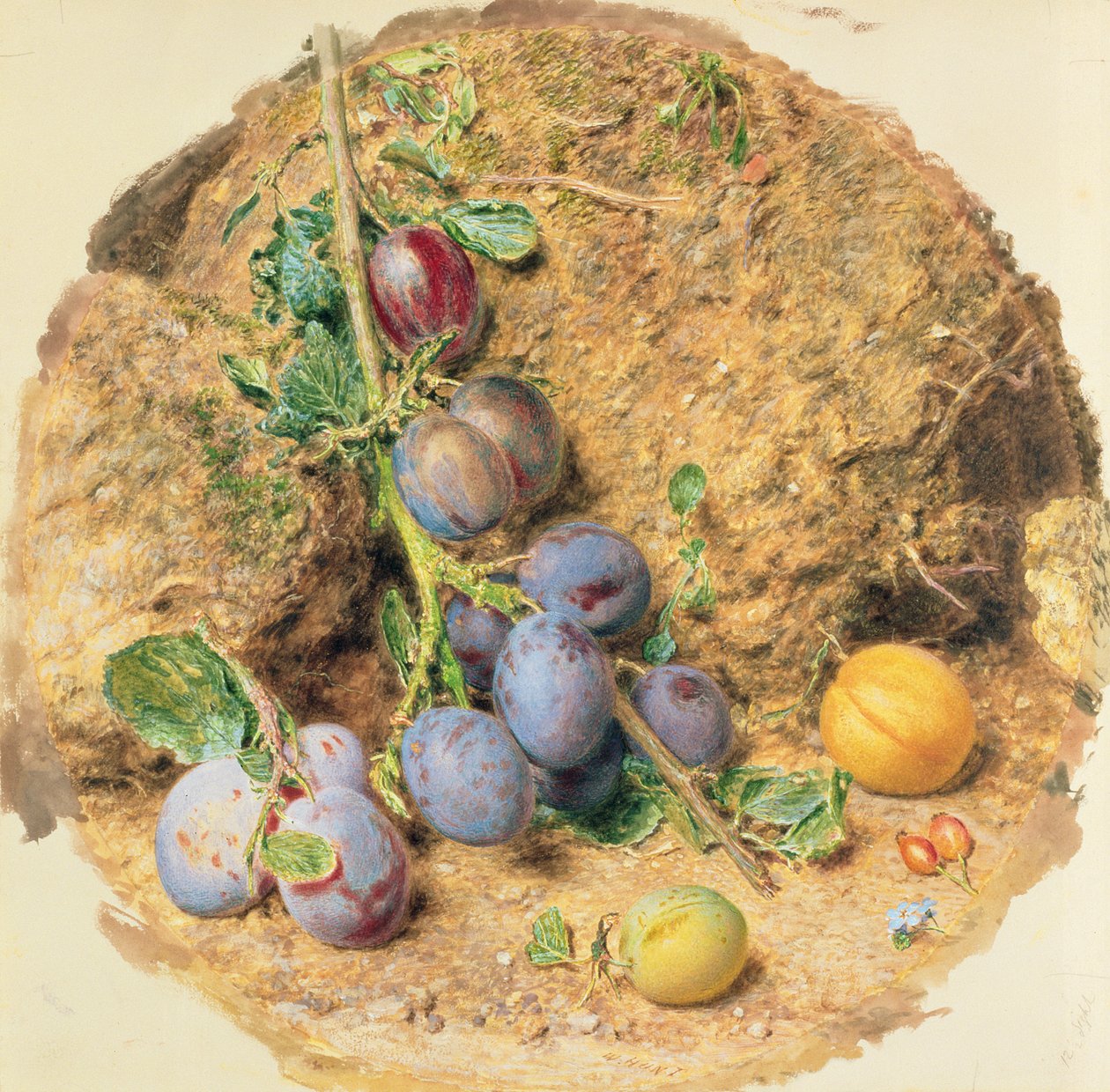 Švestka od William Henry Hunt