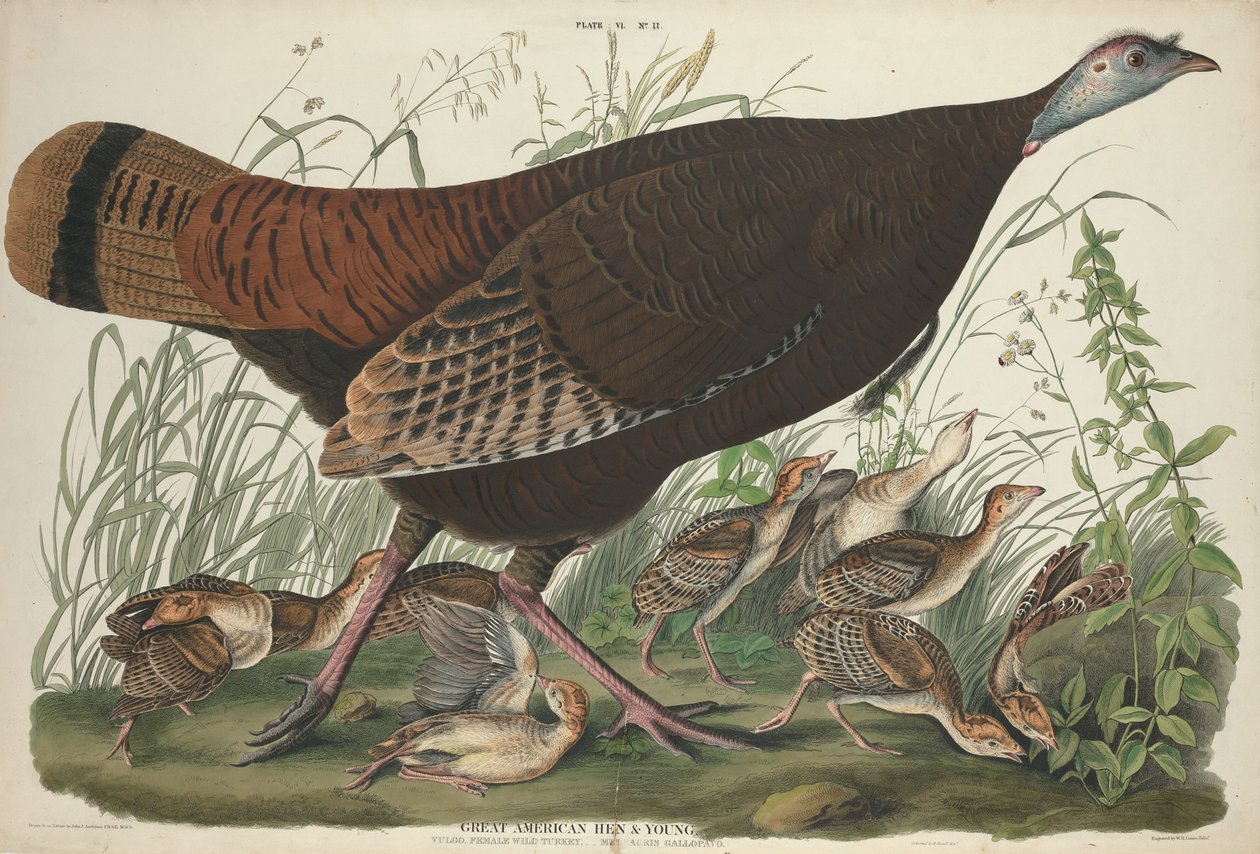 Velká americká slepice a mladý, 1827. od William Home Lizars