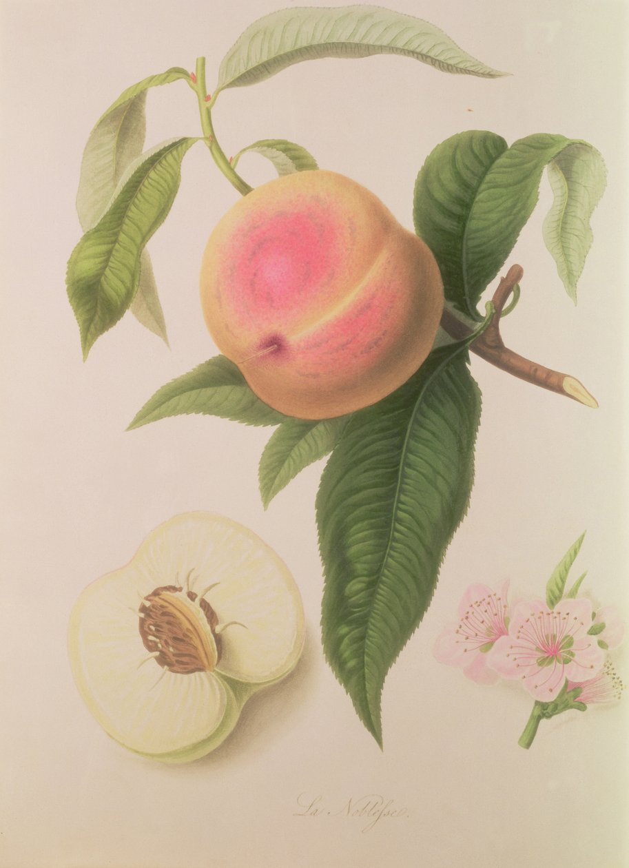 Noblesse Peach od William Hooker