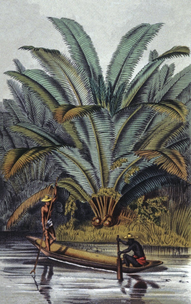 Palma od William Hooker
