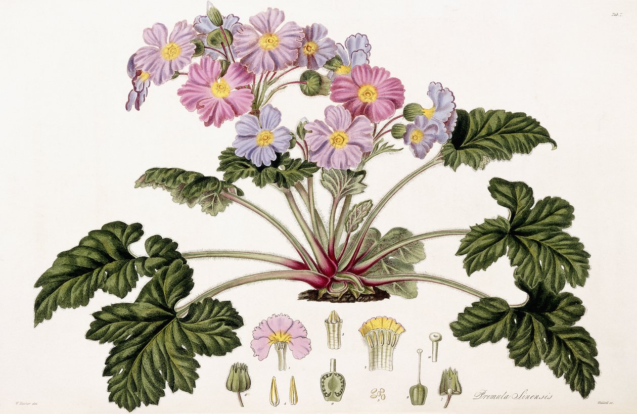 Primula Sinensis, 1821-1826 od William Hooker