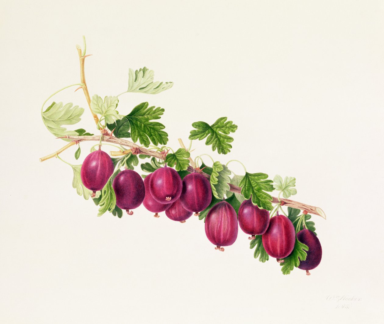 Fialový angrešt od William Hooker