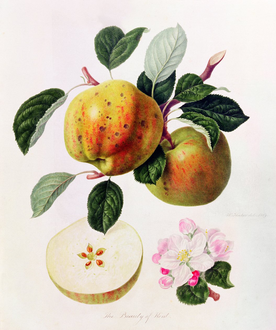 Krása Kentu, 1819 od William Hooker