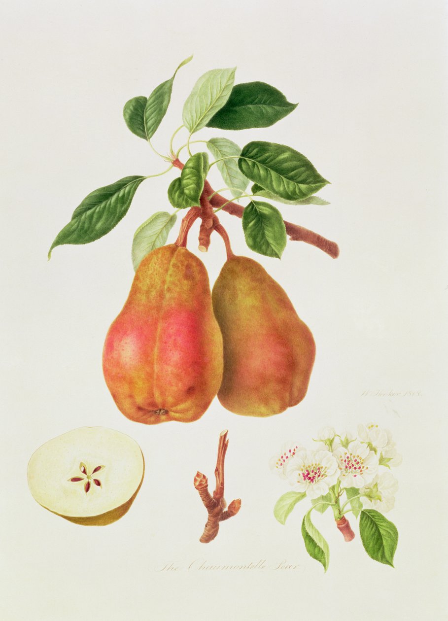 Hruška Chaumontelle, 1818 od William Hooker