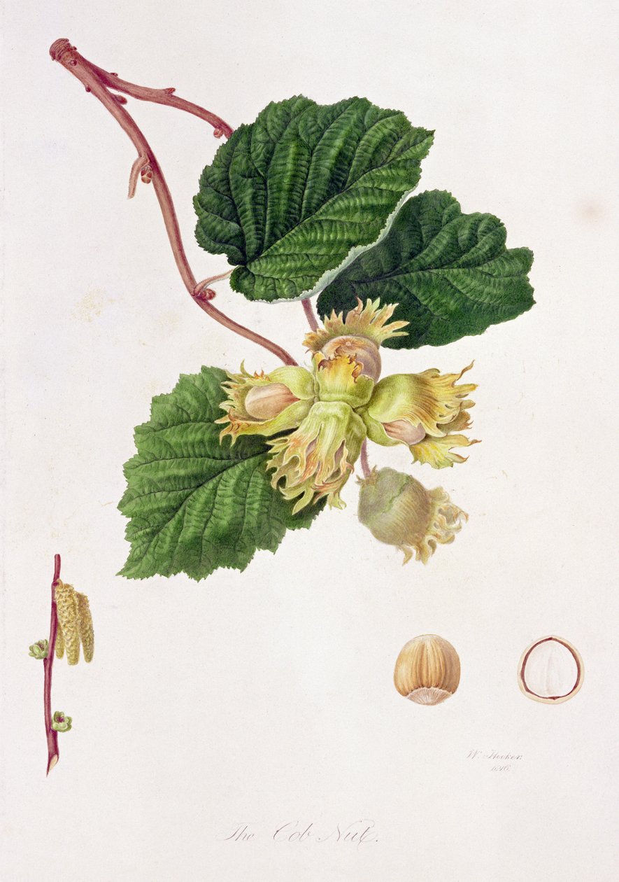 Oříšek klasu, 1816 od William Hooker