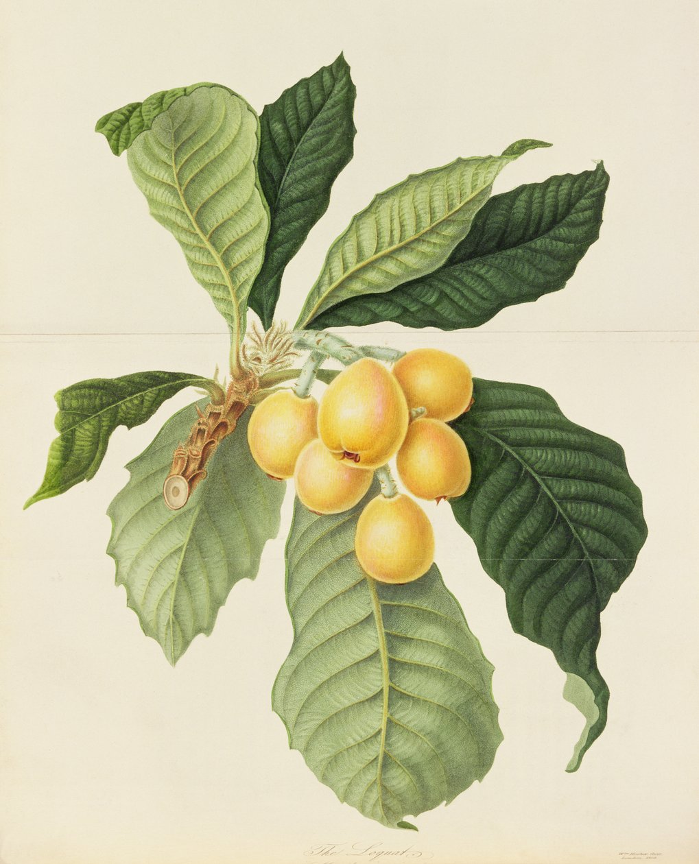 Loquat od William Hooker