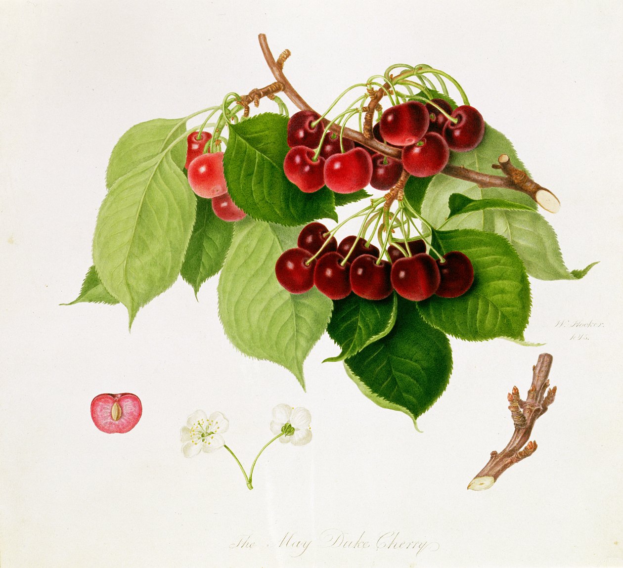 May Duke Cherry, 1815 od William Hooker