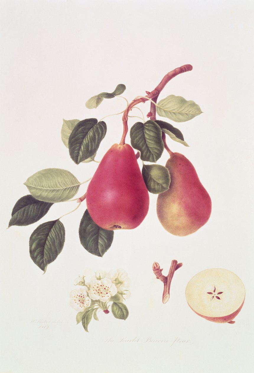 Scarlet Beurree Pear, 1819 od William Hooker