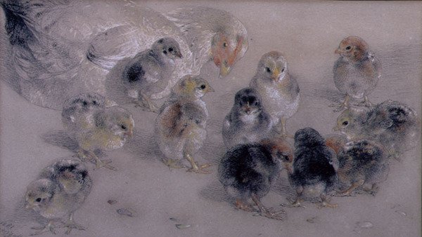 Studie kuřat od William Huggins
