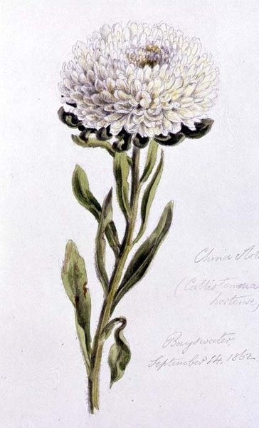 China Aster, malovaná v Bayswater od William James Linton