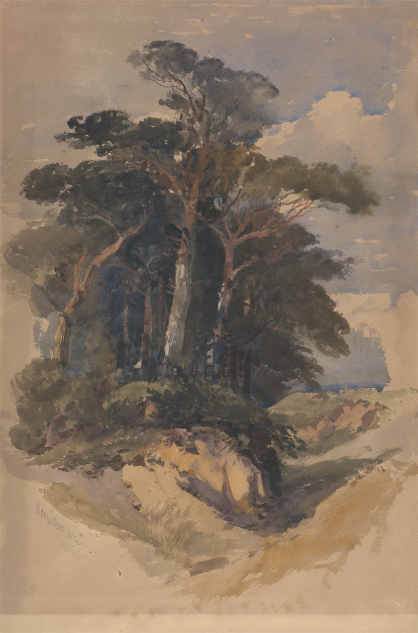 Pines na Hampstead Heath od William James Muller