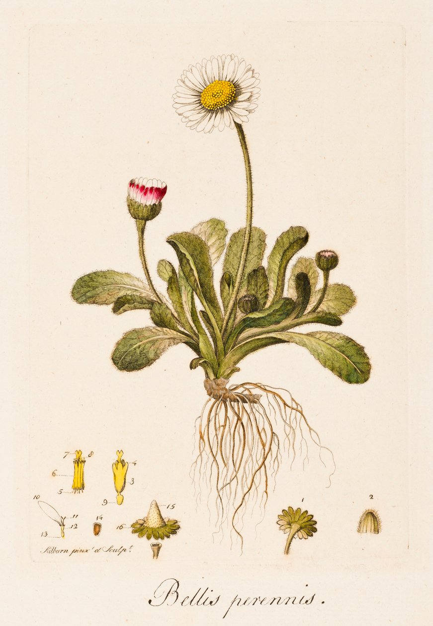 Věčné války, Daisy, c1770-1790. od William Kilburn
